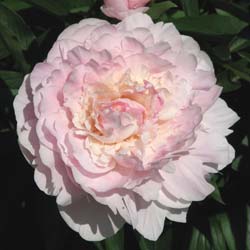 paeonia lactiflora mme calot